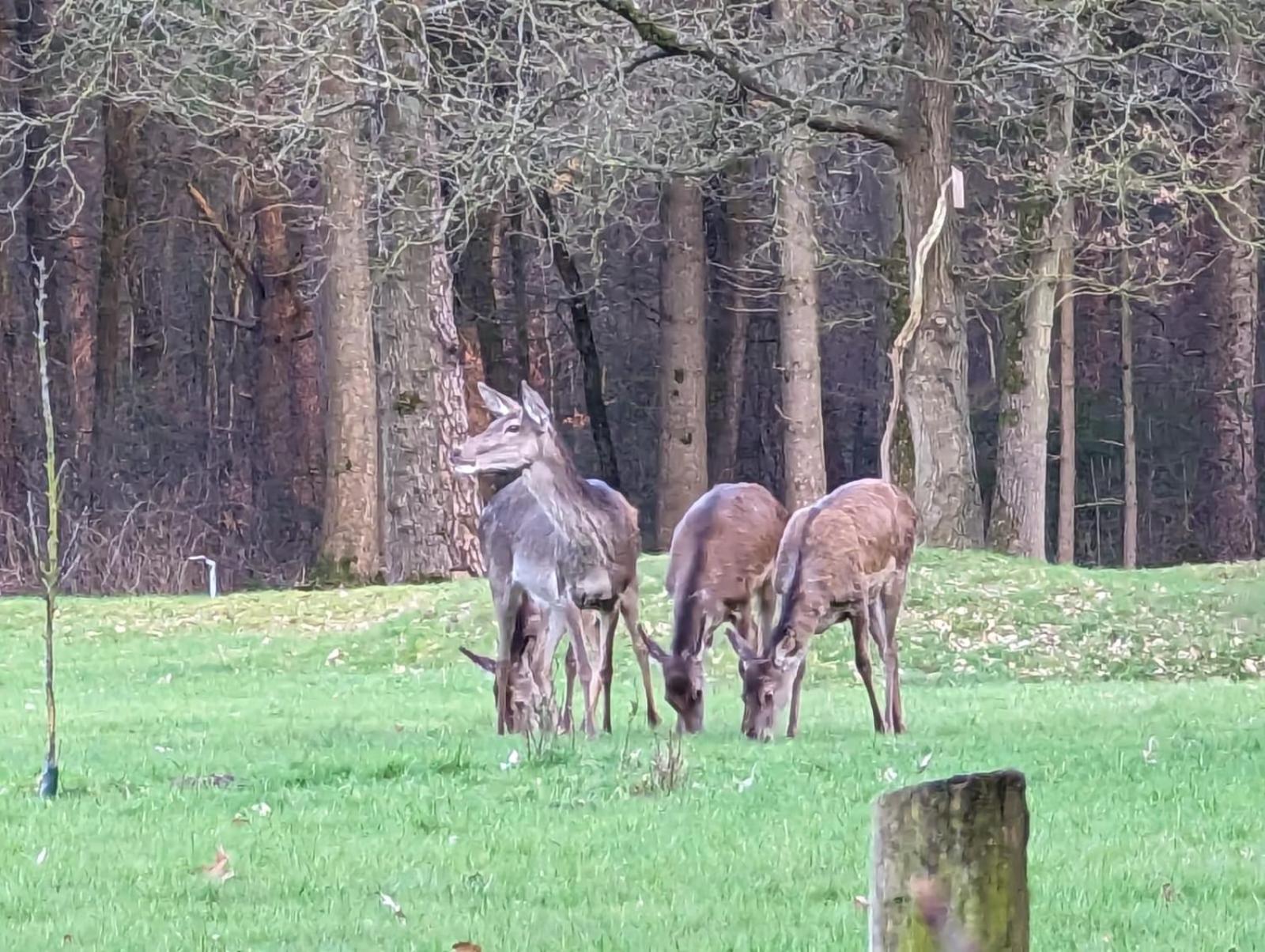 De Hooge Woeste Villa เอมสต์ ภายนอก รูปภาพ